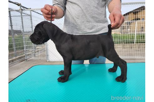 成約済の愛知県のその他の犬種-175081の3枚目